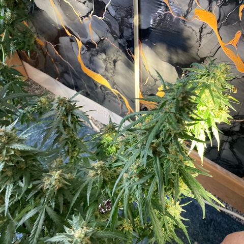Chocolate skunk auto  growlog photo: Harvesting the tops and all big buds 