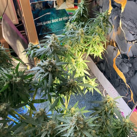 Chocolate skunk auto  growlog photo: Harvesting the tops and all big buds 