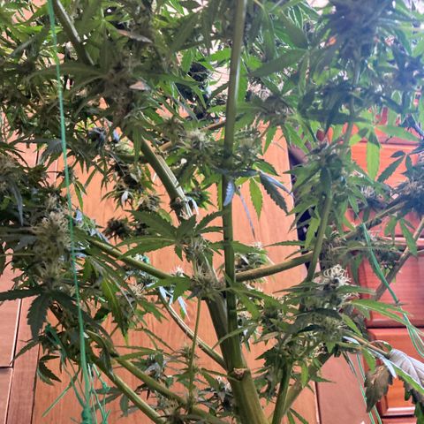 Chocolate skunk auto  growlog photo:  Had to do a partial harvest cut of duty too many leaves harvest ithe top buds dry that out got that you’re in mason jars now trying to get the best out of the bottom of plant Maine cola shrink a lot but for my first time so far it beats the standard for a new B like us you still got a lot of bud on bottom which I’m getting dense bigger instead of being little popcorn. Flowers now got a light gonna give them two days, give us the opportunity to have two types of chocolate skunk as harvested at the peak time and now going to get some bread, which is gonna be more like a couch lock more Amber thc and be able to dry it more slower which is more experience for us now knowing how to dry out bud properly don’t exactly what I knew we can do