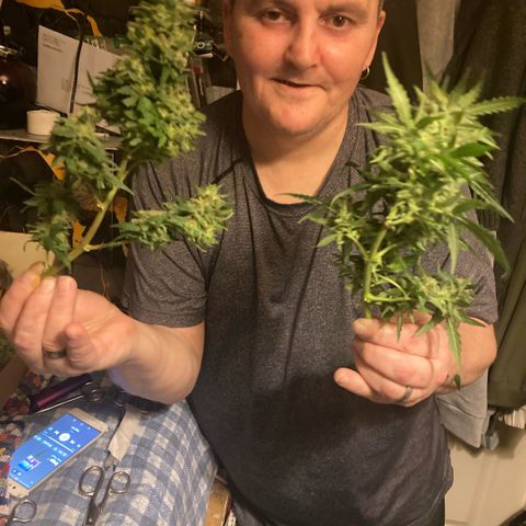 Chocolate skunk auto  growlog photo:  Had to do a partial harvest cut of duty too many leaves harvest ithe top buds dry that out got that you’re in mason jars now trying to get the best out of the bottom of plant Maine cola shrink a lot but for my first time so far it beats the standard for a new B like us you still got a lot of bud on bottom which I’m getting dense bigger instead of being little popcorn. Flowers now got a light gonna give them two days, give us the opportunity to have two types of chocolate skunk as harvested at the peak time and now going to get some bread, which is gonna be more like a couch lock more Amber thc and be able to dry it more slower which is more experience for us now knowing how to dry out bud properly don’t exactly what I knew we can do