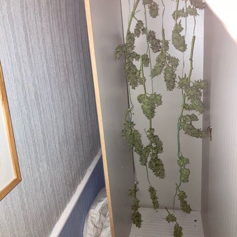 Chocolate skunk auto  growlog photo:  Had to do a partial harvest cut of duty too many leaves harvest ithe top buds dry that out got that you’re in mason jars now trying to get the best out of the bottom of plant Maine cola shrink a lot but for my first time so far it beats the standard for a new B like us you still got a lot of bud on bottom which I’m getting dense bigger instead of being little popcorn. Flowers now got a light gonna give them two days, give us the opportunity to have two types of chocolate skunk as harvested at the peak time and now going to get some bread, which is gonna be more like a couch lock more Amber thc and be able to dry it more slower which is more experience for us now knowing how to dry out bud properly don’t exactly what I knew we can do