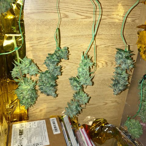 Chocolate skunk auto  growlog photo:  Had to do a partial harvest cut of duty too many leaves harvest ithe top buds dry that out got that you’re in mason jars now trying to get the best out of the bottom of plant Maine cola shrink a lot but for my first time so far it beats the standard for a new B like us you still got a lot of bud on bottom which I’m getting dense bigger instead of being little popcorn. Flowers now got a light gonna give them two days, give us the opportunity to have two types of chocolate skunk as harvested at the peak time and now going to get some bread, which is gonna be more like a couch lock more Amber thc and be able to dry it more slower which is more experience for us now knowing how to dry out bud properly don’t exactly what I knew we can do