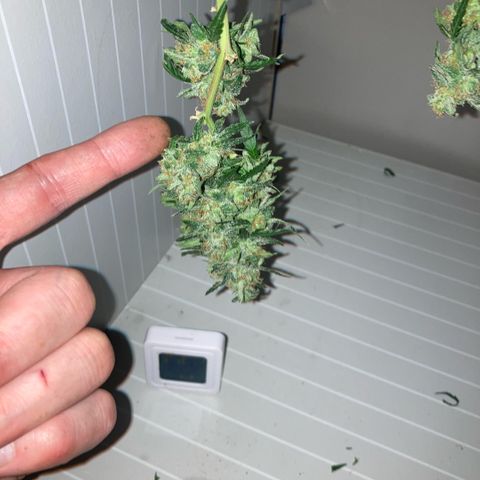 Chocolate skunk auto  growlog photo:  Had to do a partial harvest cut of duty too many leaves harvest ithe top buds dry that out got that you’re in mason jars now trying to get the best out of the bottom of plant Maine cola shrink a lot but for my first time so far it beats the standard for a new B like us you still got a lot of bud on bottom which I’m getting dense bigger instead of being little popcorn. Flowers now got a light gonna give them two days, give us the opportunity to have two types of chocolate skunk as harvested at the peak time and now going to get some bread, which is gonna be more like a couch lock more Amber thc and be able to dry it more slower which is more experience for us now knowing how to dry out bud properly don’t exactly what I knew we can do