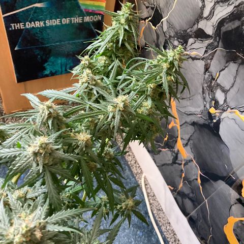 Chocolate skunk auto  growlog photo:  Had to do a partial harvest cut of duty too many leaves harvest ithe top buds dry that out got that you’re in mason jars now trying to get the best out of the bottom of plant Maine cola shrink a lot but for my first time so far it beats the standard for a new B like us you still got a lot of bud on bottom which I’m getting dense bigger instead of being little popcorn. Flowers now got a light gonna give them two days, give us the opportunity to have two types of chocolate skunk as harvested at the peak time and now going to get some bread, which is gonna be more like a couch lock more Amber thc and be able to dry it more slower which is more experience for us now knowing how to dry out bud properly don’t exactly what I knew we can do