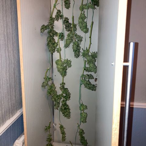 Chocolate skunk auto  growlog photo:  Had to do a partial harvest cut of duty too many leaves harvest ithe top buds dry that out got that you’re in mason jars now trying to get the best out of the bottom of plant Maine cola shrink a lot but for my first time so far it beats the standard for a new B like us you still got a lot of bud on bottom which I’m getting dense bigger instead of being little popcorn. Flowers now got a light gonna give them two days, give us the opportunity to have two types of chocolate skunk as harvested at the peak time and now going to get some bread, which is gonna be more like a couch lock more Amber thc and be able to dry it more slower which is more experience for us now knowing how to dry out bud properly don’t exactly what I knew we can do
