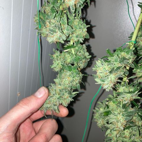 Chocolate skunk auto  growlog photo:  Had to do a partial harvest cut of duty too many leaves harvest ithe top buds dry that out got that you’re in mason jars now trying to get the best out of the bottom of plant Maine cola shrink a lot but for my first time so far it beats the standard for a new B like us you still got a lot of bud on bottom which I’m getting dense bigger instead of being little popcorn. Flowers now got a light gonna give them two days, give us the opportunity to have two types of chocolate skunk as harvested at the peak time and now going to get some bread, which is gonna be more like a couch lock more Amber thc and be able to dry it more slower which is more experience for us now knowing how to dry out bud properly don’t exactly what I knew we can do