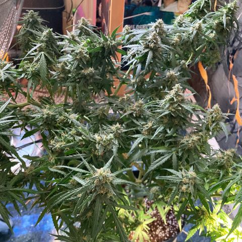 Chocolate skunk auto  growlog photo:  Had to do a partial harvest cut of duty too many leaves harvest ithe top buds dry that out got that you’re in mason jars now trying to get the best out of the bottom of plant Maine cola shrink a lot but for my first time so far it beats the standard for a new B like us you still got a lot of bud on bottom which I’m getting dense bigger instead of being little popcorn. Flowers now got a light gonna give them two days, give us the opportunity to have two types of chocolate skunk as harvested at the peak time and now going to get some bread, which is gonna be more like a couch lock more Amber thc and be able to dry it more slower which is more experience for us now knowing how to dry out bud properly don’t exactly what I knew we can do