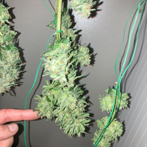 Chocolate skunk auto  growlog photo:  Had to do a partial harvest cut of duty too many leaves harvest ithe top buds dry that out got that you’re in mason jars now trying to get the best out of the bottom of plant Maine cola shrink a lot but for my first time so far it beats the standard for a new B like us you still got a lot of bud on bottom which I’m getting dense bigger instead of being little popcorn. Flowers now got a light gonna give them two days, give us the opportunity to have two types of chocolate skunk as harvested at the peak time and now going to get some bread, which is gonna be more like a couch lock more Amber thc and be able to dry it more slower which is more experience for us now knowing how to dry out bud properly don’t exactly what I knew we can do