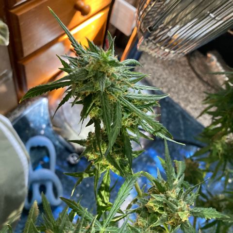 Chocolate skunk auto  growlog photo:  Had to do a partial harvest cut of duty too many leaves harvest ithe top buds dry that out got that you’re in mason jars now trying to get the best out of the bottom of plant Maine cola shrink a lot but for my first time so far it beats the standard for a new B like us you still got a lot of bud on bottom which I’m getting dense bigger instead of being little popcorn. Flowers now got a light gonna give them two days, give us the opportunity to have two types of chocolate skunk as harvested at the peak time and now going to get some bread, which is gonna be more like a couch lock more Amber thc and be able to dry it more slower which is more experience for us now knowing how to dry out bud properly don’t exactly what I knew we can do
