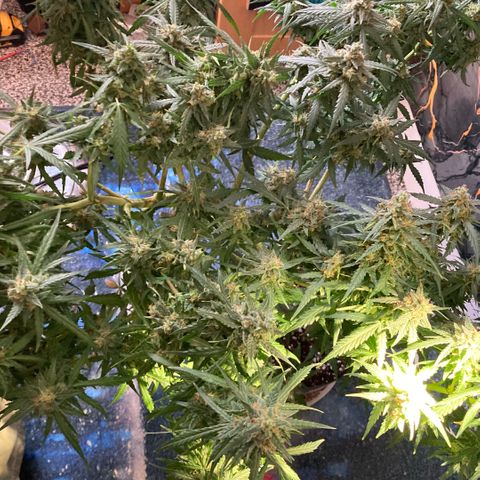 Chocolate skunk auto  growlog photo:  Had to do a partial harvest cut of duty too many leaves harvest ithe top buds dry that out got that you’re in mason jars now trying to get the best out of the bottom of plant Maine cola shrink a lot but for my first time so far it beats the standard for a new B like us you still got a lot of bud on bottom which I’m getting dense bigger instead of being little popcorn. Flowers now got a light gonna give them two days, give us the opportunity to have two types of chocolate skunk as harvested at the peak time and now going to get some bread, which is gonna be more like a couch lock more Amber thc and be able to dry it more slower which is more experience for us now knowing how to dry out bud properly don’t exactly what I knew we can do