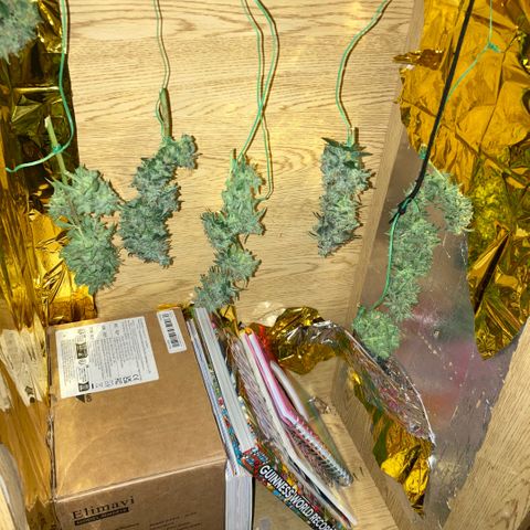 Chocolate skunk auto  growlog photo:  Had to do a partial harvest cut of duty too many leaves harvest ithe top buds dry that out got that you’re in mason jars now trying to get the best out of the bottom of plant Maine cola shrink a lot but for my first time so far it beats the standard for a new B like us you still got a lot of bud on bottom which I’m getting dense bigger instead of being little popcorn. Flowers now got a light gonna give them two days, give us the opportunity to have two types of chocolate skunk as harvested at the peak time and now going to get some bread, which is gonna be more like a couch lock more Amber thc and be able to dry it more slower which is more experience for us now knowing how to dry out bud properly don’t exactly what I knew we can do
