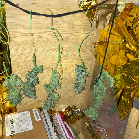 Chocolate skunk auto  growlog photo:  Had to do a partial harvest cut of duty too many leaves harvest ithe top buds dry that out got that you’re in mason jars now trying to get the best out of the bottom of plant Maine cola shrink a lot but for my first time so far it beats the standard for a new B like us you still got a lot of bud on bottom which I’m getting dense bigger instead of being little popcorn. Flowers now got a light gonna give them two days, give us the opportunity to have two types of chocolate skunk as harvested at the peak time and now going to get some bread, which is gonna be more like a couch lock more Amber thc and be able to dry it more slower which is more experience for us now knowing how to dry out bud properly don’t exactly what I knew we can do