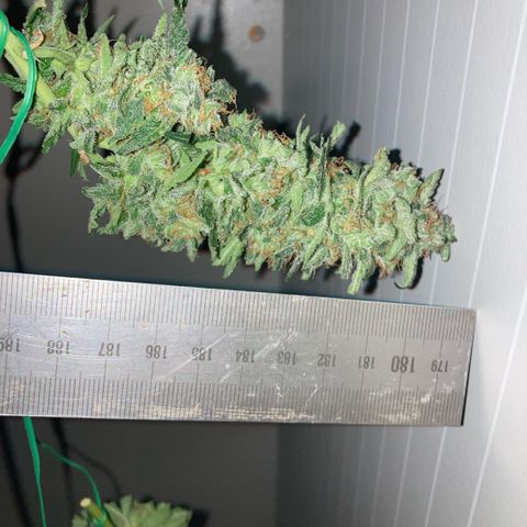 Chocolate skunk auto  growlog photo:  Had to do a partial harvest cut of duty too many leaves harvest ithe top buds dry that out got that you’re in mason jars now trying to get the best out of the bottom of plant Maine cola shrink a lot but for my first time so far it beats the standard for a new B like us you still got a lot of bud on bottom which I’m getting dense bigger instead of being little popcorn. Flowers now got a light gonna give them two days, give us the opportunity to have two types of chocolate skunk as harvested at the peak time and now going to get some bread, which is gonna be more like a couch lock more Amber thc and be able to dry it more slower which is more experience for us now knowing how to dry out bud properly don’t exactly what I knew we can do