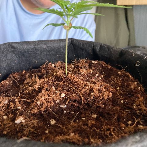 Ripenascan B growlog timeline photo