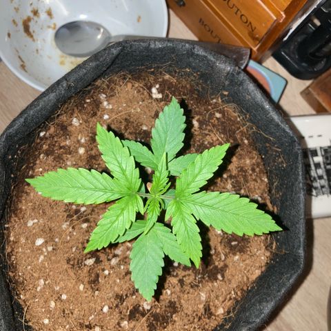 Ripenascan B growlog timeline photo