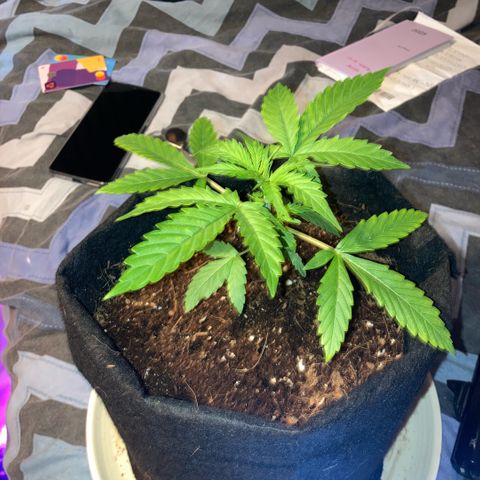 Ripenascan B growlog timeline photo
