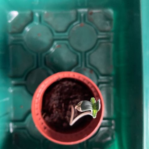 Ripenascan B growlog timeline photo