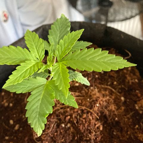 Ripenascan B growlog timeline photo