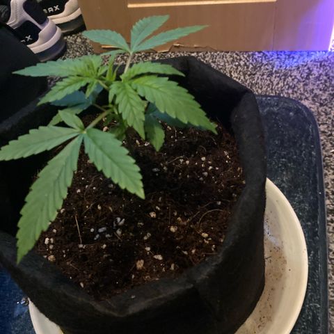 Ripenascan B growlog timeline photo