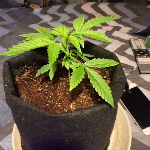 Ripenascan B growlog timeline photo