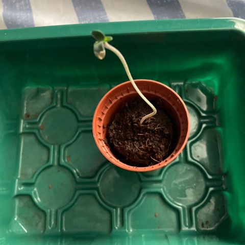 Ripenascan B growlog timeline photo
