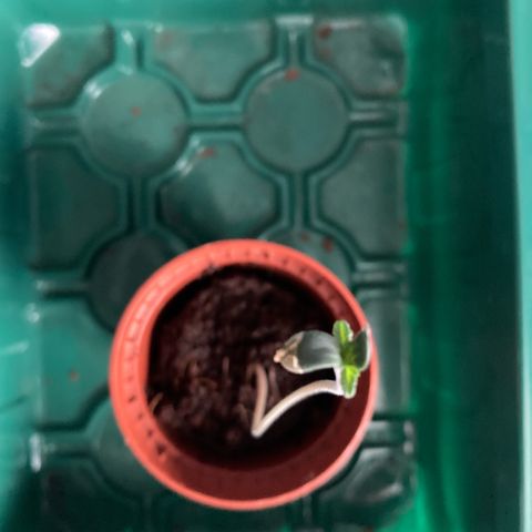 Ripenascan B growlog timeline photo