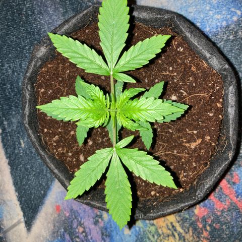 Ripenascan B growlog timeline photo