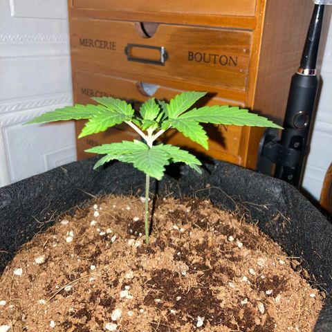 Ripenascan B growlog timeline photo