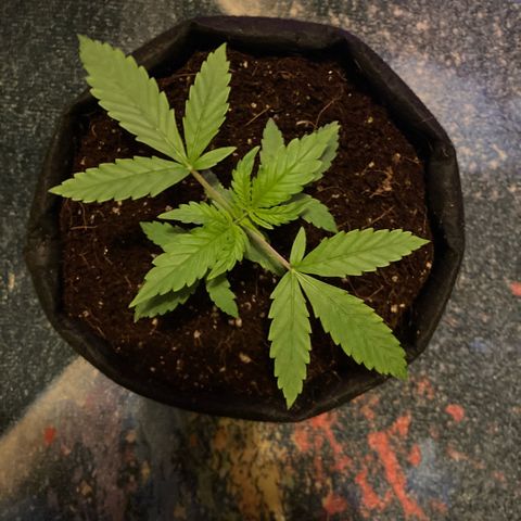 Ripenascan B growlog timeline photo