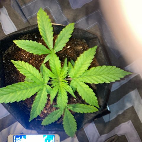 Ripenascan B growlog timeline photo