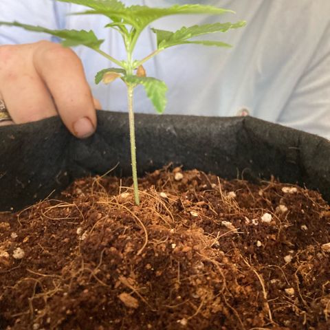 Ripenascan B growlog timeline photo