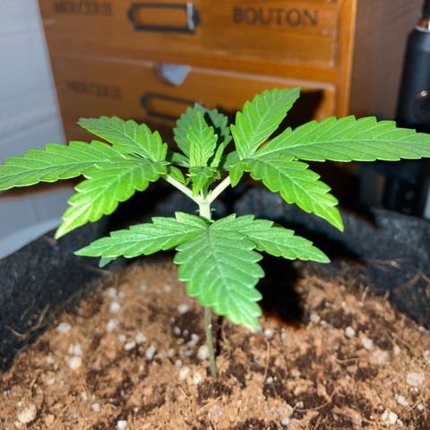 Ripenascan B growlog timeline photo