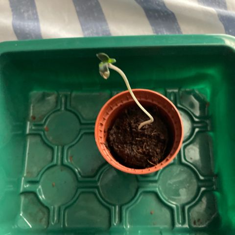 Ripenascan B growlog timeline photo
