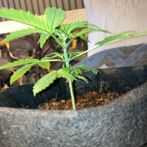 Ripenascan B growlog timeline photo