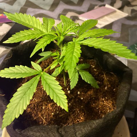 Ripenascan B growlog timeline photo