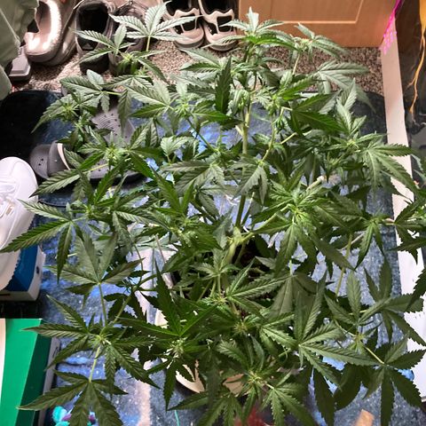 Ripenascan B growlog photo: About two and half weeks into bloom done some lst and tied her down hoping she ain’t going grow anymore 