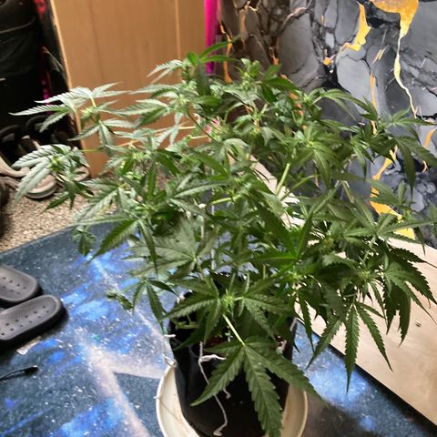 Ripenascan B growlog photo: About two and half weeks into bloom done some lst and tied her down hoping she ain’t going grow anymore 