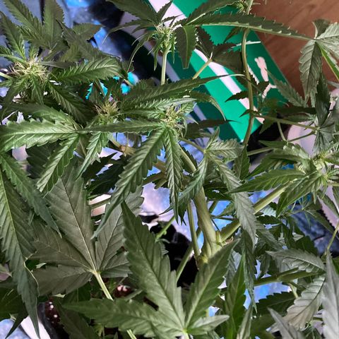 Ripenascan B growlog photo: About two and half weeks into bloom done some lst and tied her down hoping she ain’t going grow anymore 