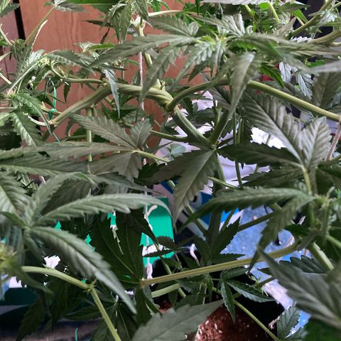 Ripenascan B growlog photo: About two and half weeks into bloom done some lst and tied her down hoping she ain’t going grow anymore 
