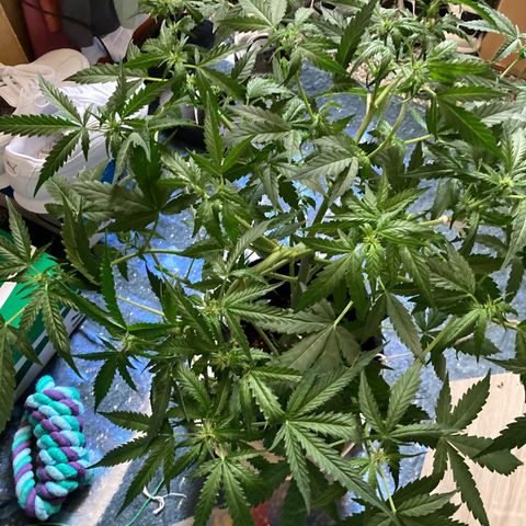Ripenascan B growlog photo: About two and half weeks into bloom done some lst and tied her down hoping she ain’t going grow anymore 