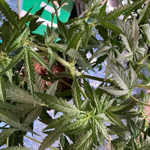 Ripenascan B growlog photo: About two and half weeks into bloom done some lst and tied her down hoping she ain’t going grow anymore 