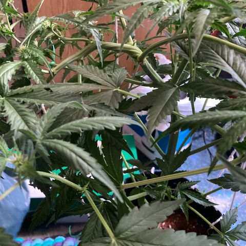 Ripenascan B growlog photo: About two and half weeks into bloom done some lst and tied her down hoping she ain’t going grow anymore 