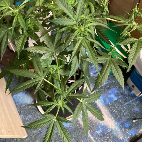 Ripenascan B growlog photo: About two and half weeks into bloom done some lst and tied her down hoping she ain’t going grow anymore 