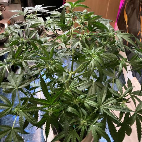 Ripenascan B growlog photo: About two and half weeks into bloom done some lst and tied her down hoping she ain’t going grow anymore 
