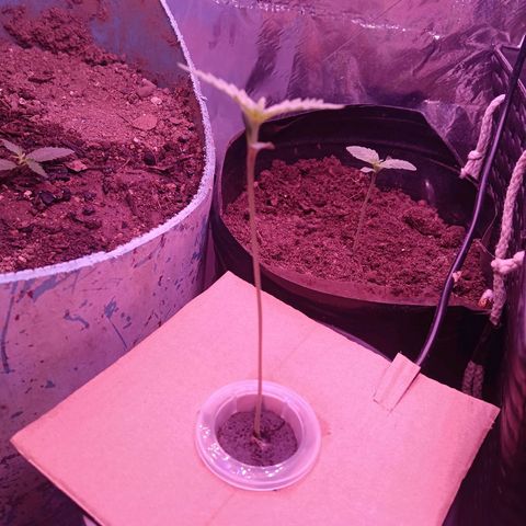 Gran leño growlog timeline photo