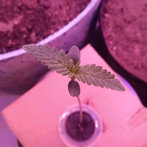Gran leño growlog timeline photo