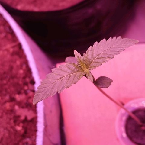 Gran leño growlog timeline photo