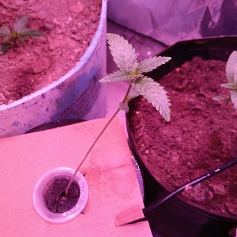 Gran leño growlog timeline photo