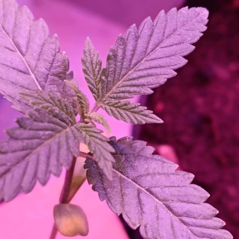 Gran leño growlog timeline photo