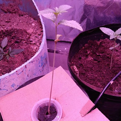 Gran leño growlog timeline photo